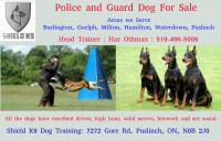 Shield K9 Dog Training image 4